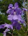 Image of a violit orchid - from:http://www.natureproducts.net/Forest_Products/Orchids/Vanda/Vanda_coerulea.html